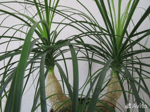 Бокарнея (нолина)