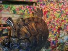 Красноухая черепаха 2 шт. с аквариумом и фильтром объявление продам