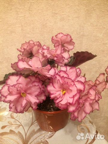 Фиалки сортовые, листья, детки, взрослые растения