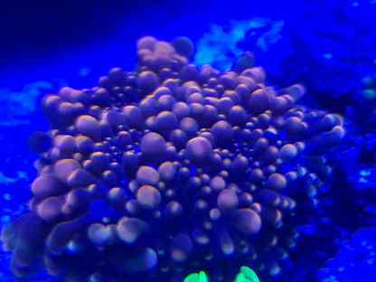 Кораллы в морской аквариум