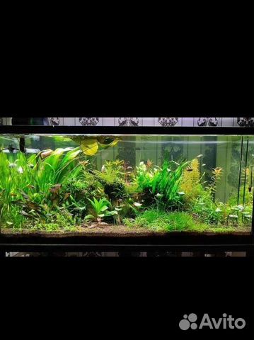 Аквариумные растения Нимфея вк