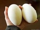 Инкубационное яйцо гусей объявление продам