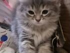 Сибирские котята 2,5 месяца продаются объявление продам