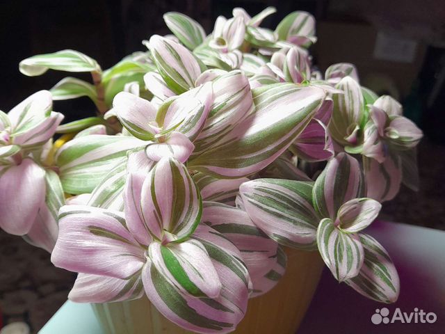 Традесканция розовый холм