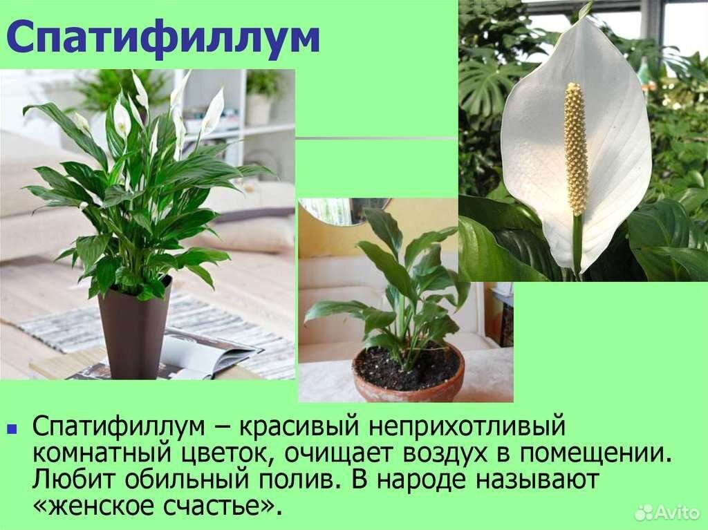 Спатифиллум фото комнатный уход в домашних Спатифиллум купить в Лесном Товары для дома и дачи Авито