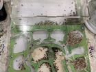 Муравьиная ферма с муравьями