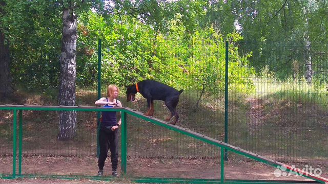 Дрессировка собак с выездом. Кинолог-Зоопсихолог