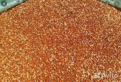 Просо красное