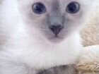 Кошка, котенок Фенотип Балинезийской кошки