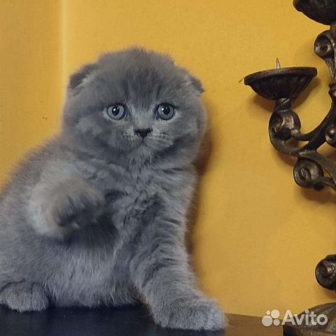 Шотландские котята