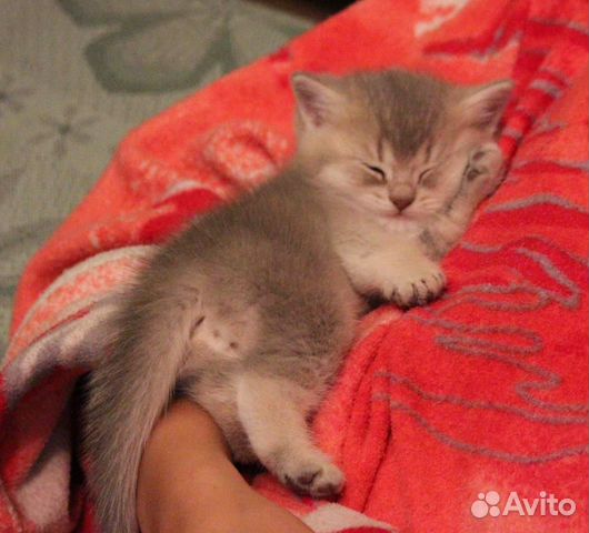 Британцы голубое золото