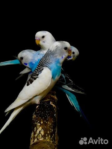 Волнистый попугай птенцы