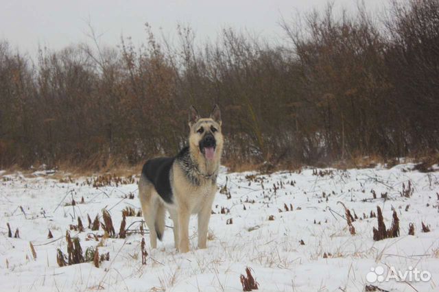 Восточноевропейская овчарка вязка