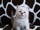 Котята Невские маскарадные объявление продам