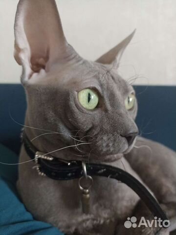 Донской сфинкс