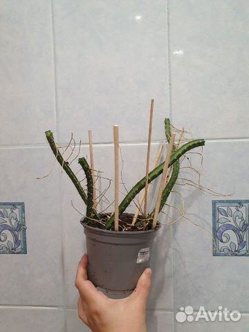 Кактус Царица ночи(Селеницереус крупноцветковый)