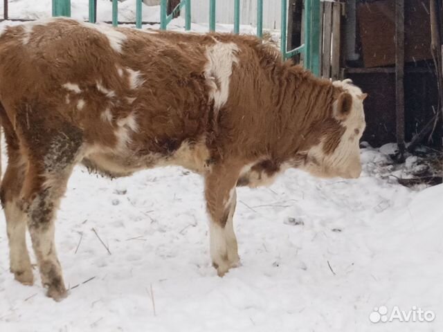 Фото телят симменталов