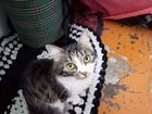 Японский бобтейл кошка вязка объявление продам