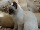 Кошка Фенотип балинезийской кошки объявление продам