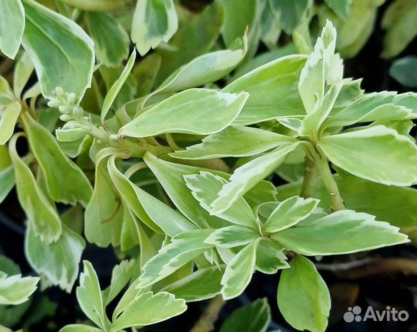 Пахизандра вечнлзеленый почвокровник