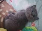 Котята нибелунги - русские голубые объявление продам