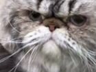 Персидский кот - Вязка объявление продам