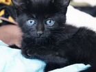 Чёрные котята тайской породы
