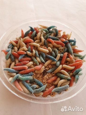 Опарыш живой (цветной) в банке 20 гр