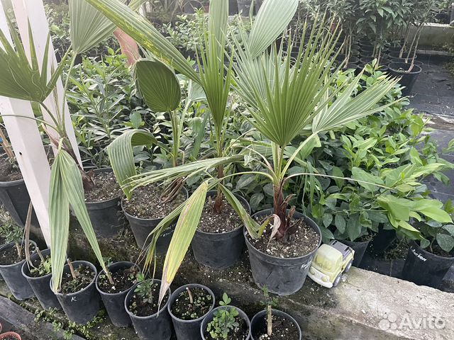 Пальма Вашингтония