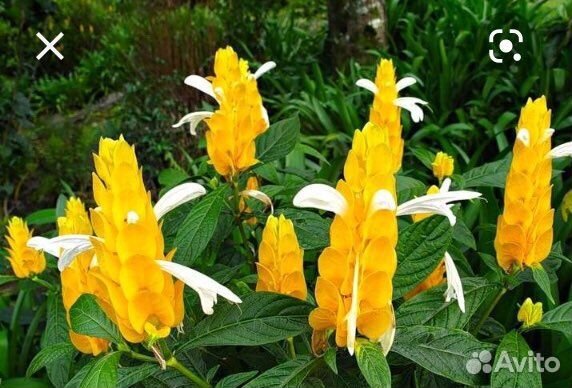 Пахистахис желтый