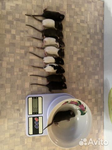 Крысы кормовые