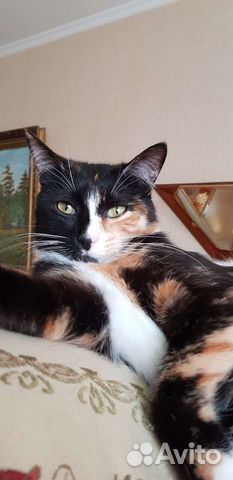 Кошка трехцветка Бонечка 1.5года стерилизованна