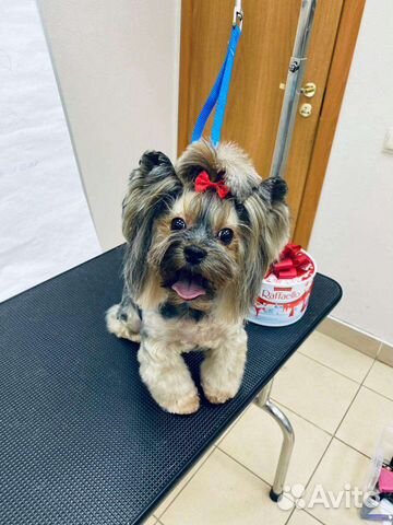 Короткие стрижки ежик для женщин. Стрижка каскадное пикси. Мелирование на короткие волосы. Стрижка луховицы. Луховицы центр города.