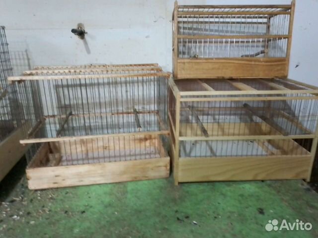 Певчие птицы