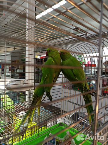 Ожереловый попугай, волнистые птенцы