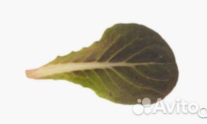 Семена Салата 