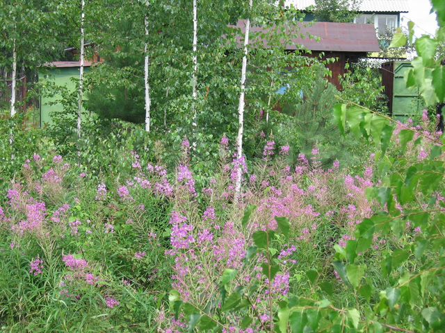 Участок 10,9 сот. (СНТ, ДНП)