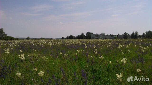 Зверобой, Мать-и-мачеха