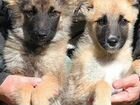 Бельгийские щенки объявление продам