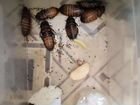 Мадагаскарские тараканы в дарОтдам взрослых тарака
