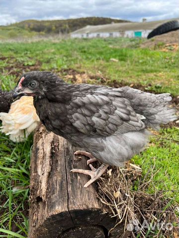 Куры молодки