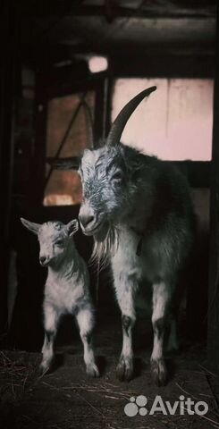 Продаю дойную козу с козочкой
