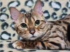 Бенгальская кошка взрослая объявление продам