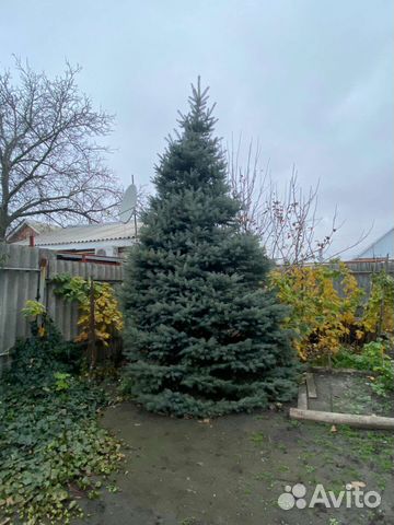 Ель голубая, растущая красавица