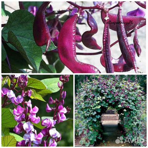 Семена растений для вертикального озеленения