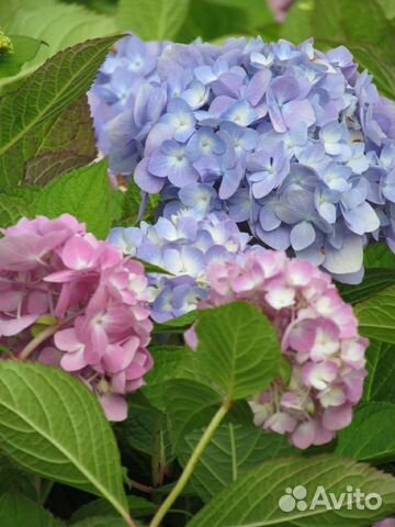 Гортензия бесконечное лето