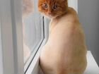 Гуманная стрижка кошки у вас дома
