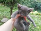 Котята-кошечки в добрые руки бесплатно объявление продам