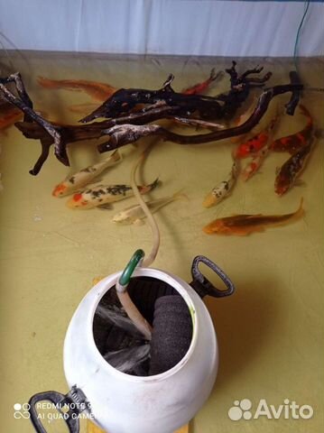 Карп кои для пруда и водоёма и для аквариума