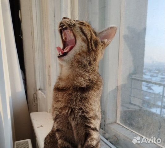 Отдам котенка